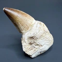 FO206 Mosasaur Tooth