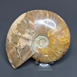 FO409 Ammonite