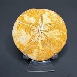 FO501 Fossilized Sand Dollar