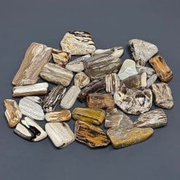 PW207 South Dakota Petrified Wood