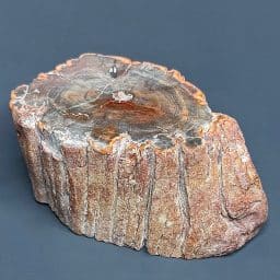 PW303 Madagascar Petrified Wood