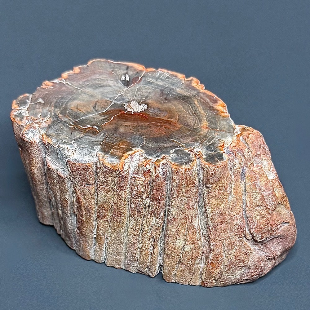 PW303 Madagascar Petrified Wood - The Rock Shed