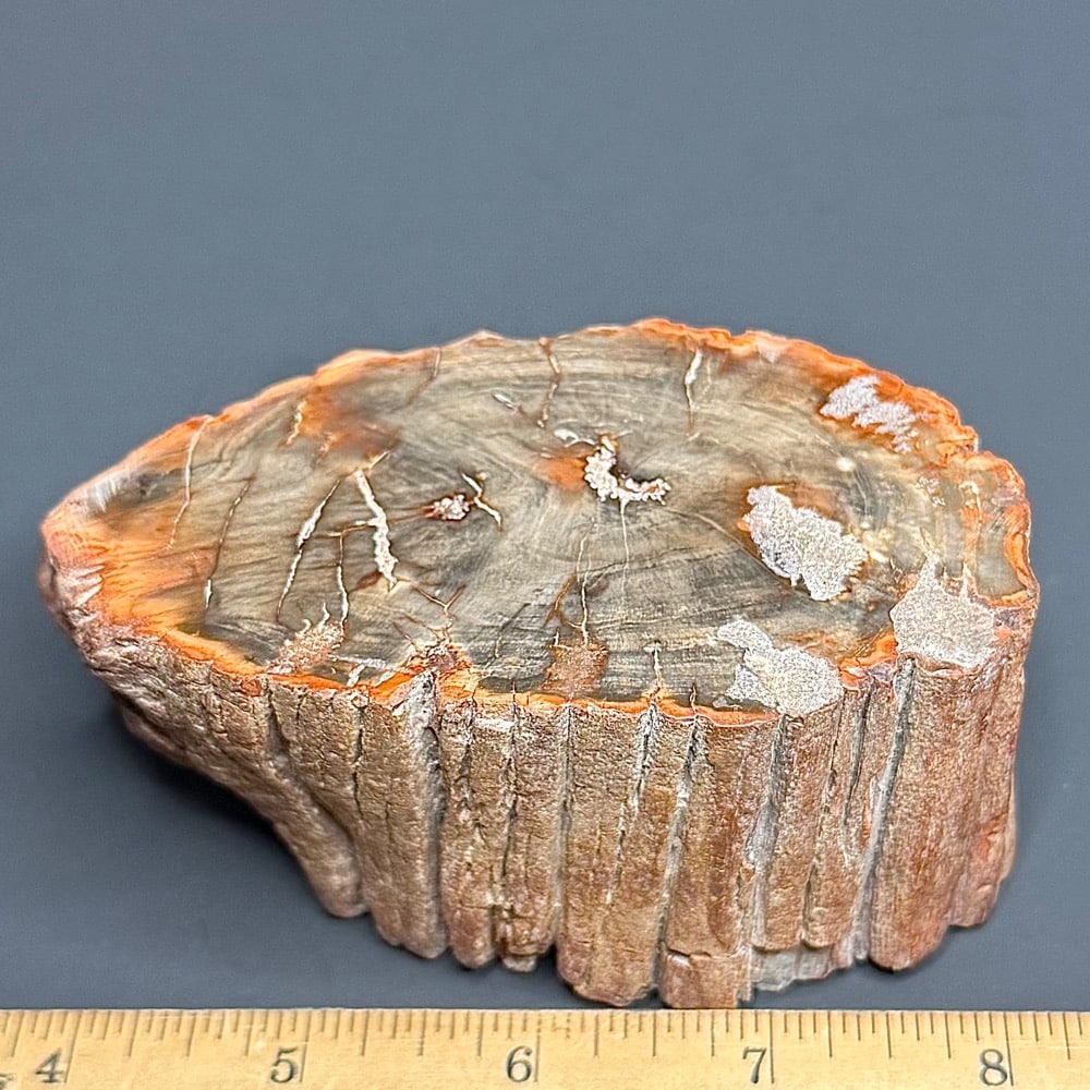 PW303 Madagascar Petrified Wood - Image 2