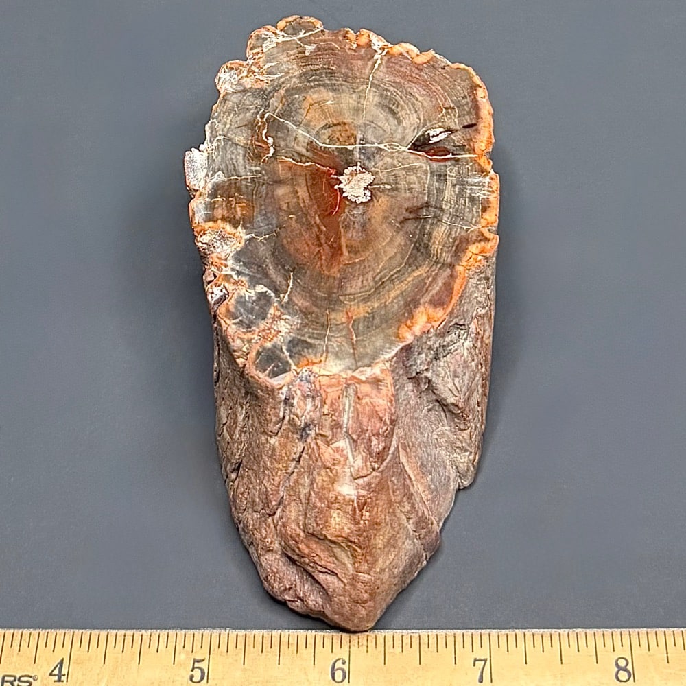 PW303 Madagascar Petrified Wood