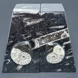 BK707 Geisonoceras Bookends