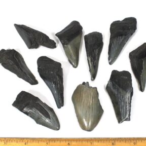 Megladon Shark Tooth Segments