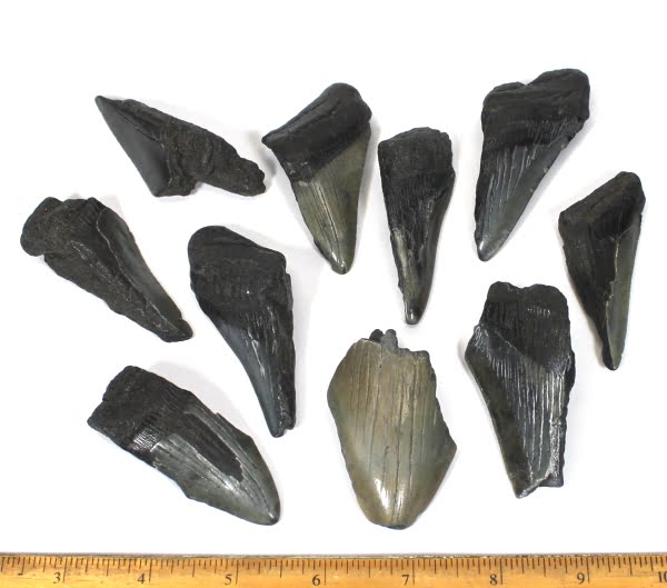 4 More Bonus Items Lot of 100 Fossilized Shark Teeth Megalodon Tooth Fragment 
