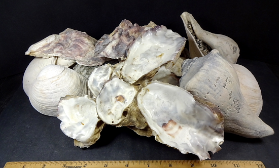 Large Shell Collection