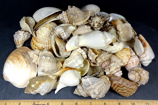 Small Sized Shell Collection
