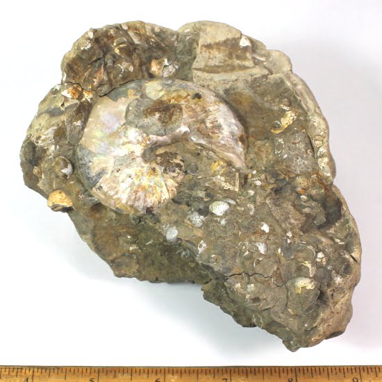 fossilized Ammonite from Western South Dakota