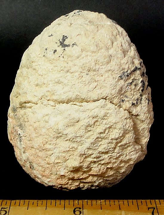 fossilized  Araucaria Mirabilis or Pine Cone from Patagonia, Argentina