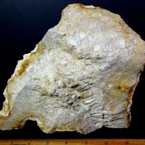 fossilized Coral specimen from Indonesia