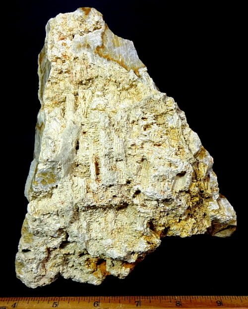 fossilized Coral specimen from Indonesia