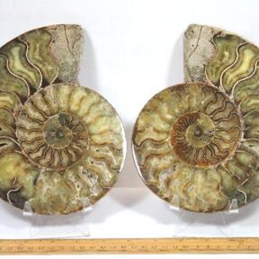 Ammonite set