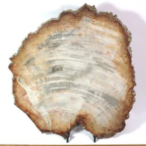 Petrified Wood Slab from Indonesia