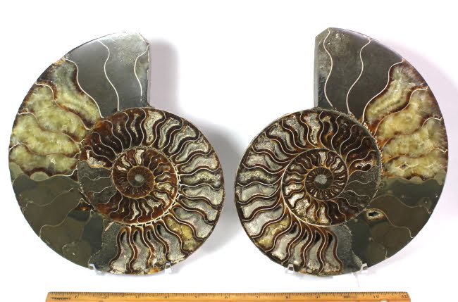 Ammonite from Madagascar cut into two halves