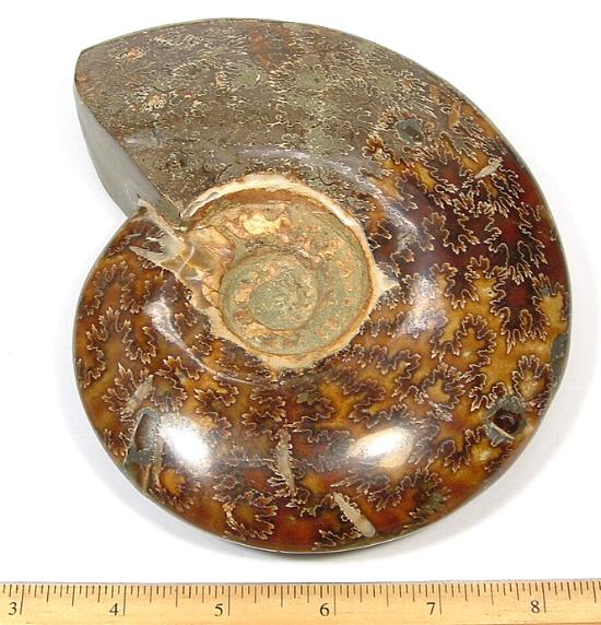 fossilized Ammonite from Madagascar