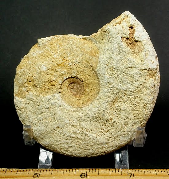 small fossilized Ammonites from Calvodos, France