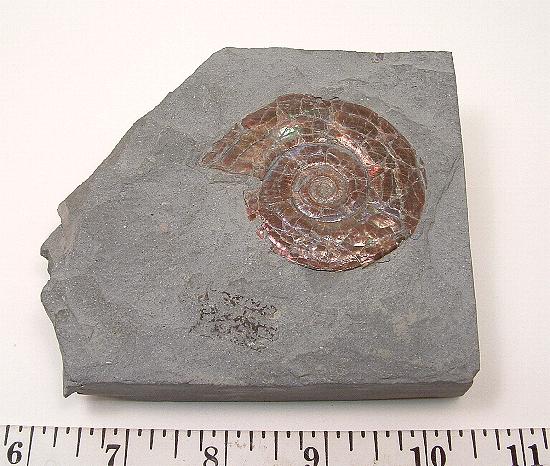 Ammonite fossil resting in a bed of Grey Shale matrix