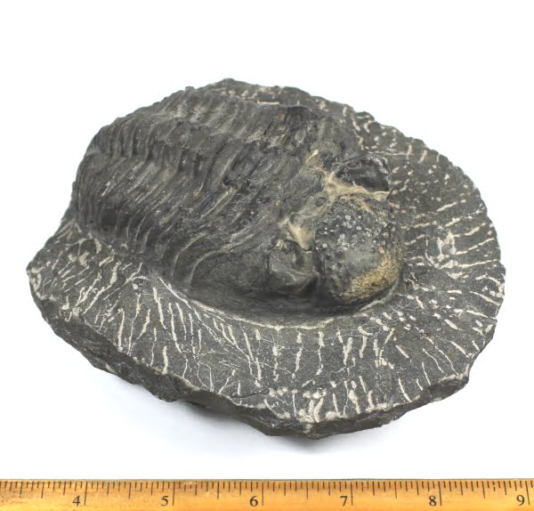 Trilobite from Morocco