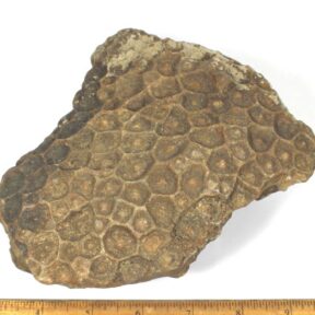 fossilized Coral specimen from Iowa