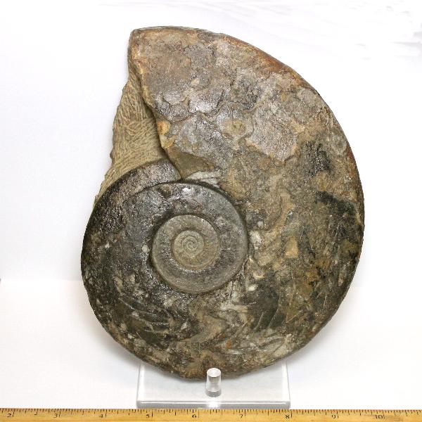 Geisonoceras fossil from Morocco