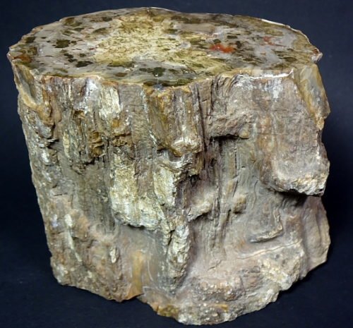 Petrified Wood limb from Zimbabwe, Africa