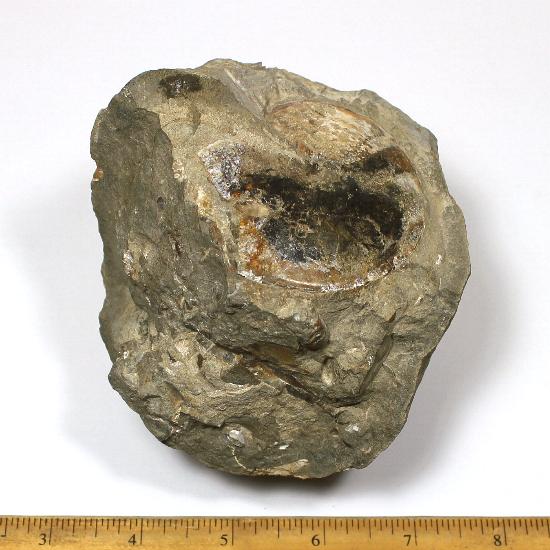 Ammonite Sphenodiscus in matrix from the Fox Hills Formation in South Dakota