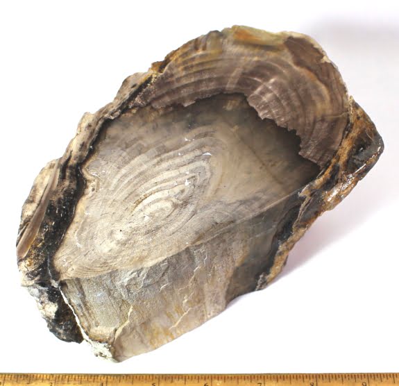 Petrified Wood from Oregon