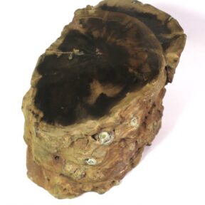 Woodworthia Petrified Wood specimen from Zimbabwe