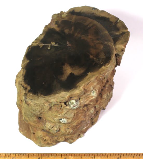 Woodworthia Petrified Wood specimen from Zimbabwe