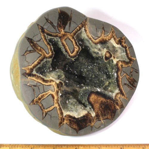 end cut from a Septarian Nodule from Utah