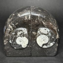 Geisonoceras Bookends