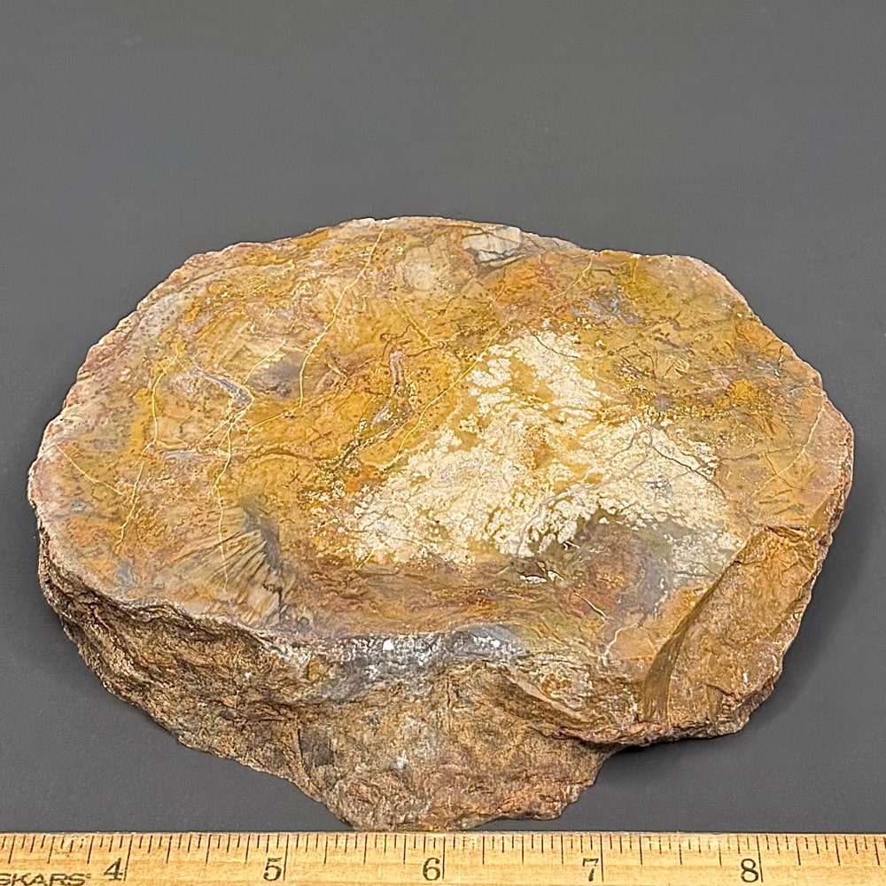 BCR410 Dinosaur Coprolite - Image 2