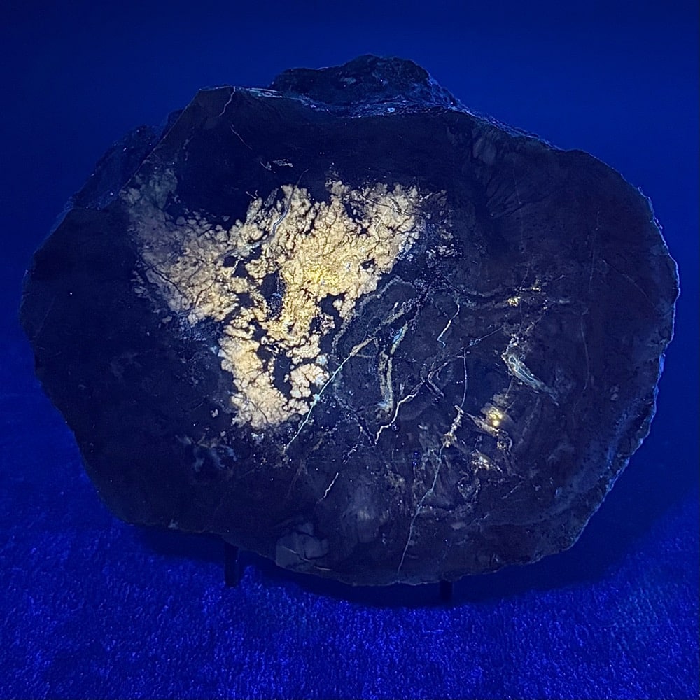 BCR410 Dinosaur Coprolite