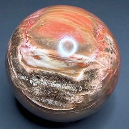 SP111 Petrified Wood