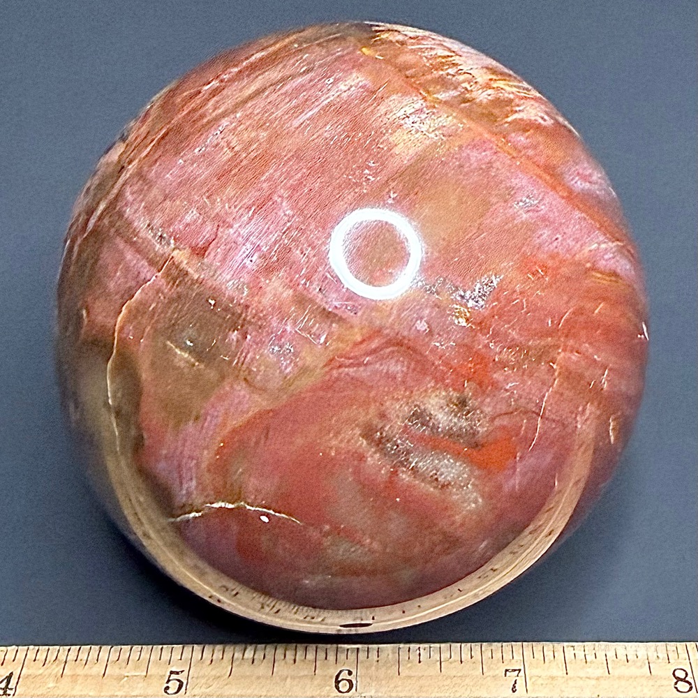 SP111 Petrified Wood - Image 2