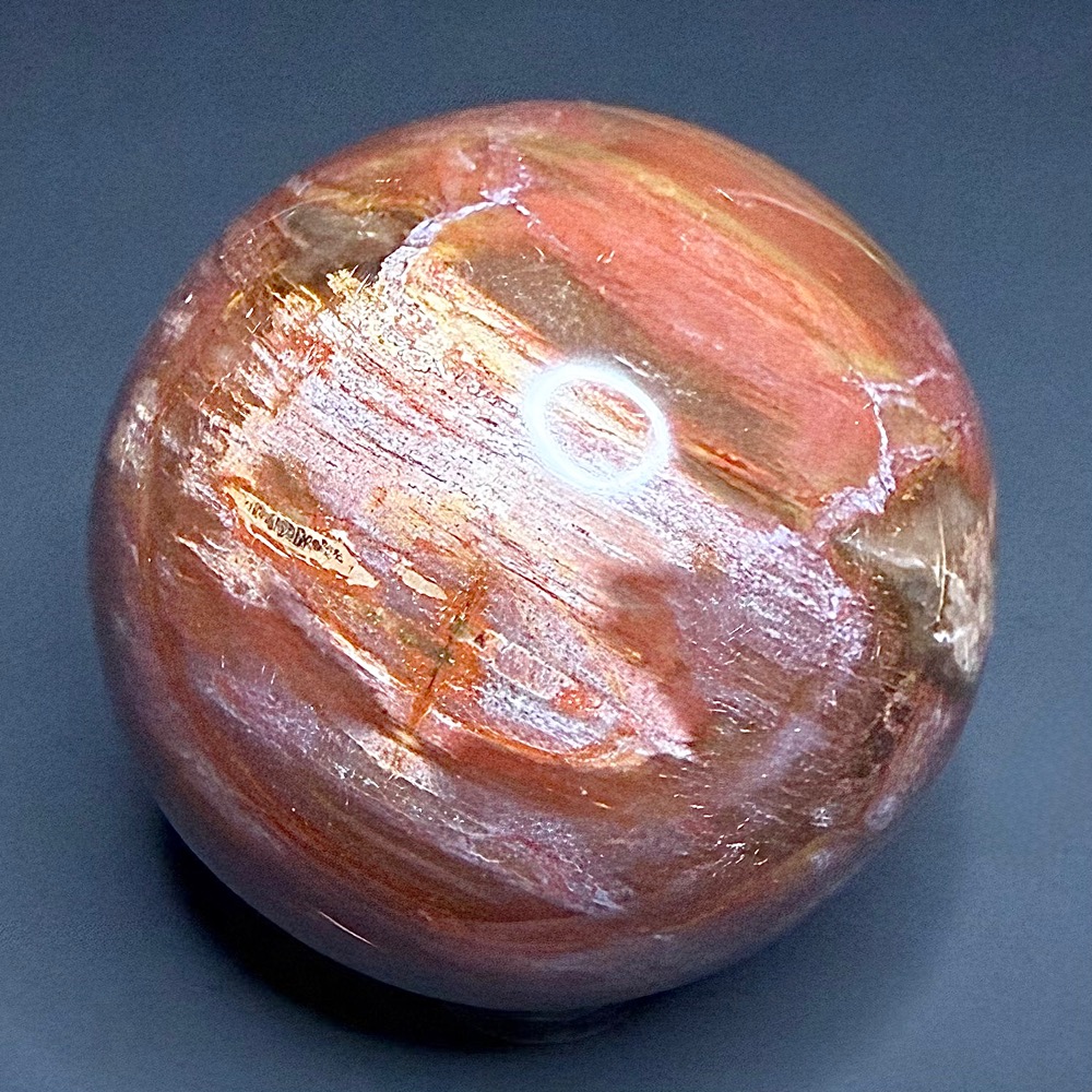 SP111 Petrified Wood - Image 3