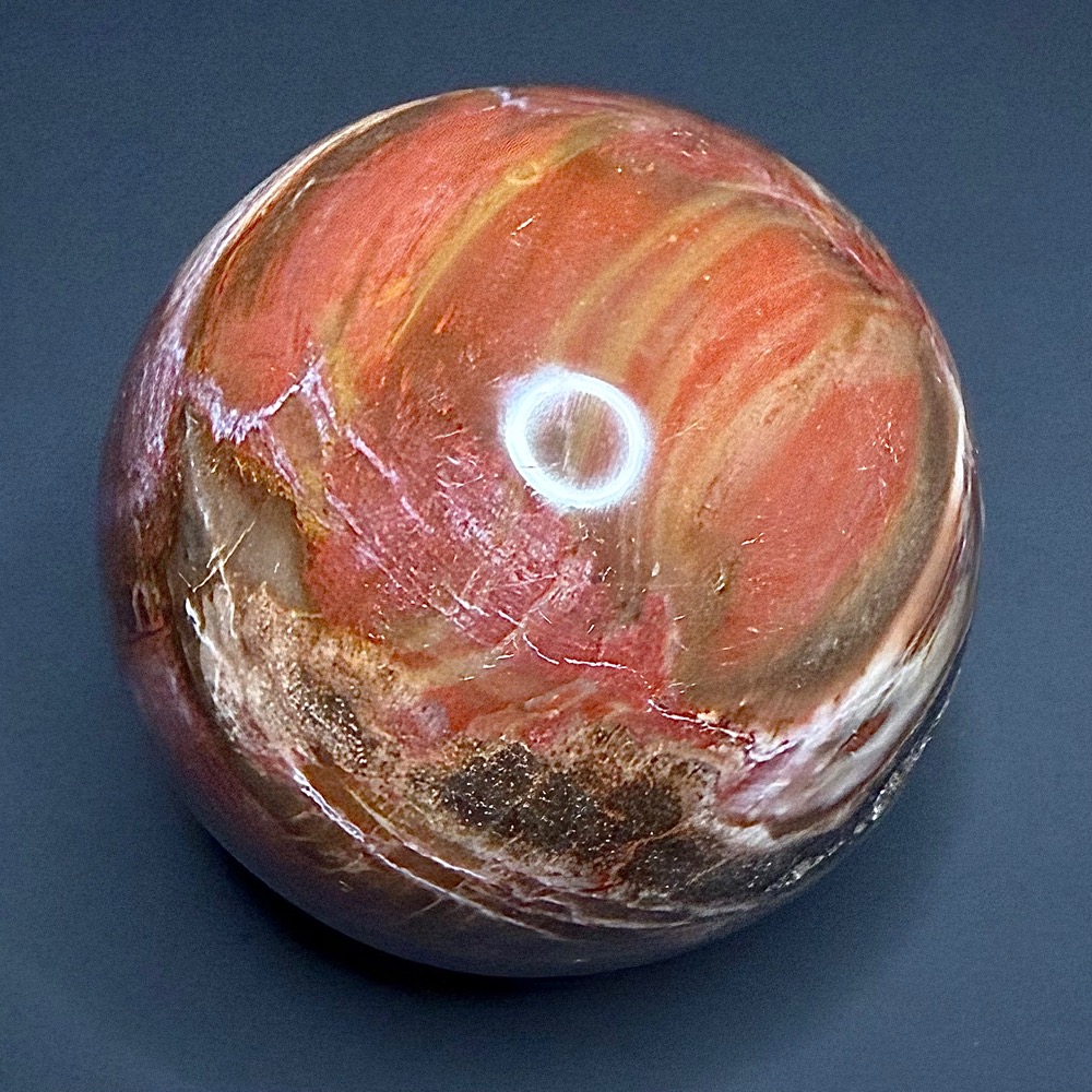 SP111 Petrified Wood - Image 4