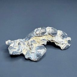 FO115 Fossil Mangrove Lobster