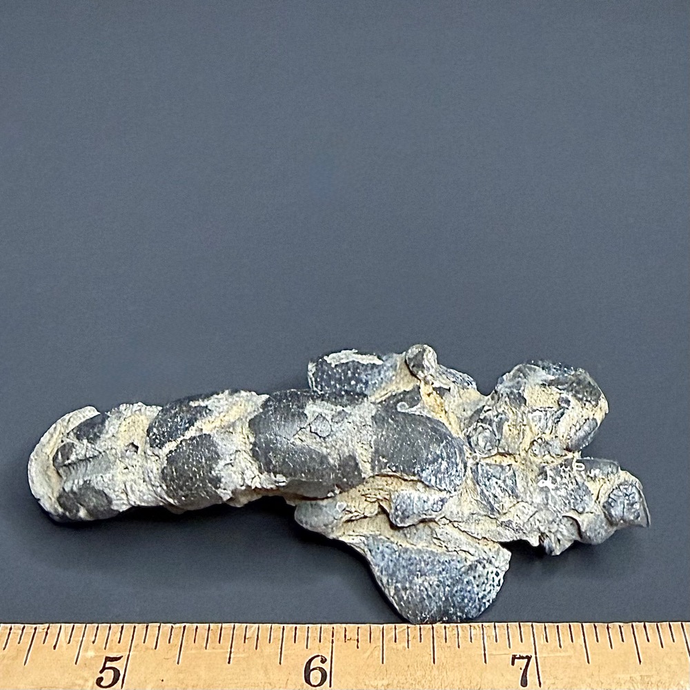 FO115 Fossil Mangrove Lobster - Image 2
