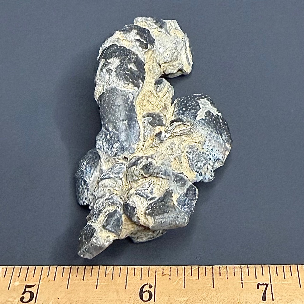 FO115 Fossil Mangrove Lobster - Image 3