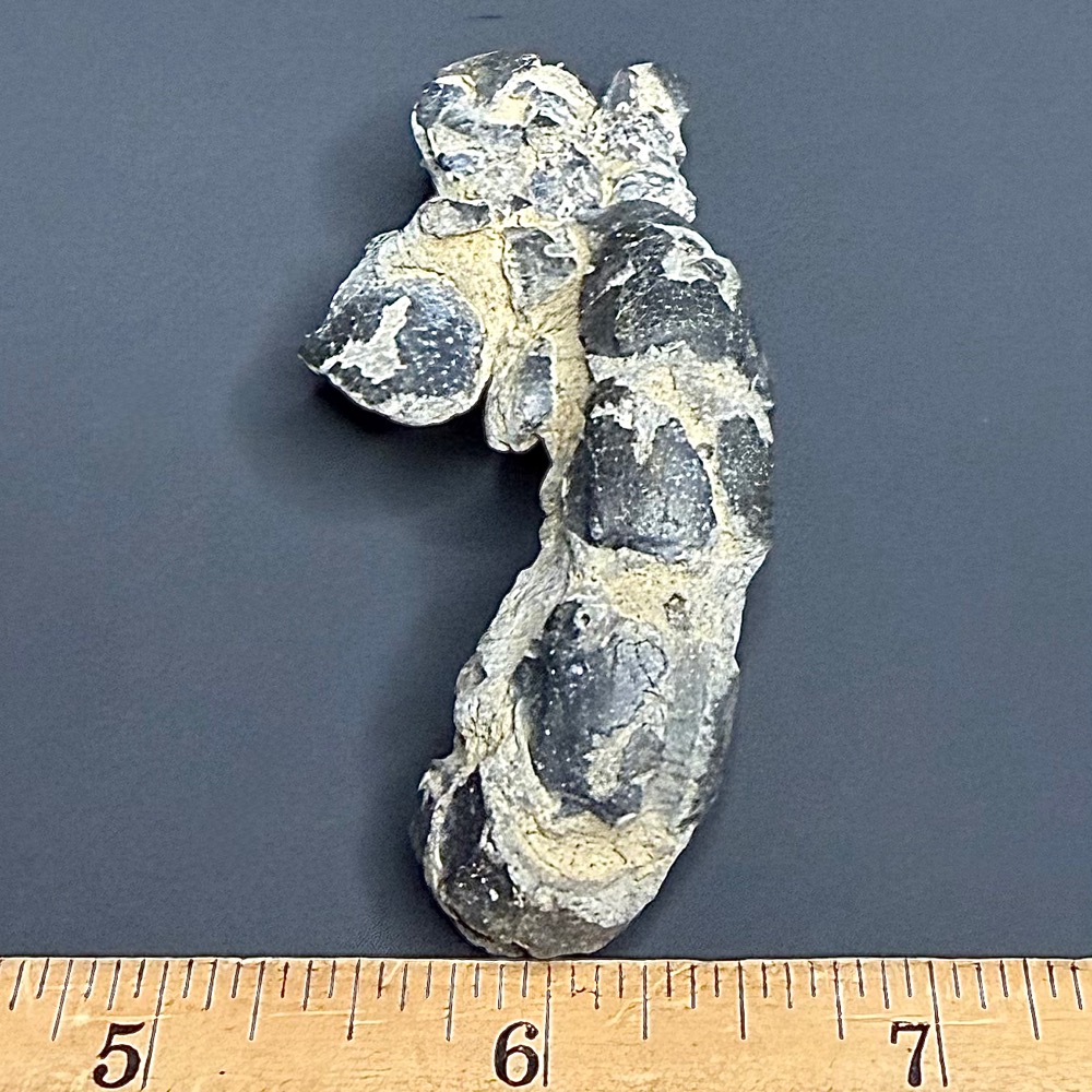FO115 Fossil Mangrove Lobster - Image 4