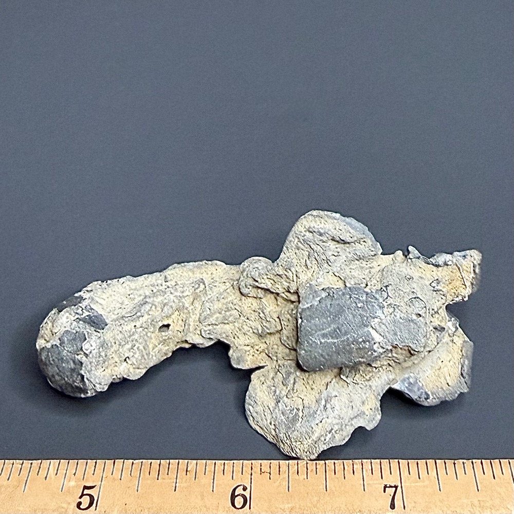 FO115 Fossil Mangrove Lobster
