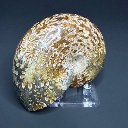 FO118 Nautiloid