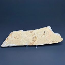 FO202 Knightia Fossilized Fish
