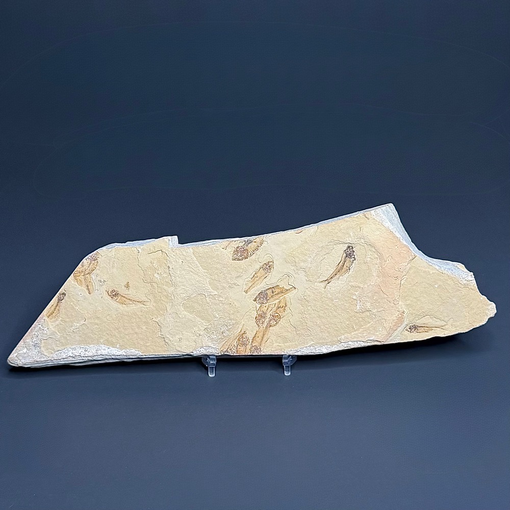 FO202 Knightia Fossilized Fish