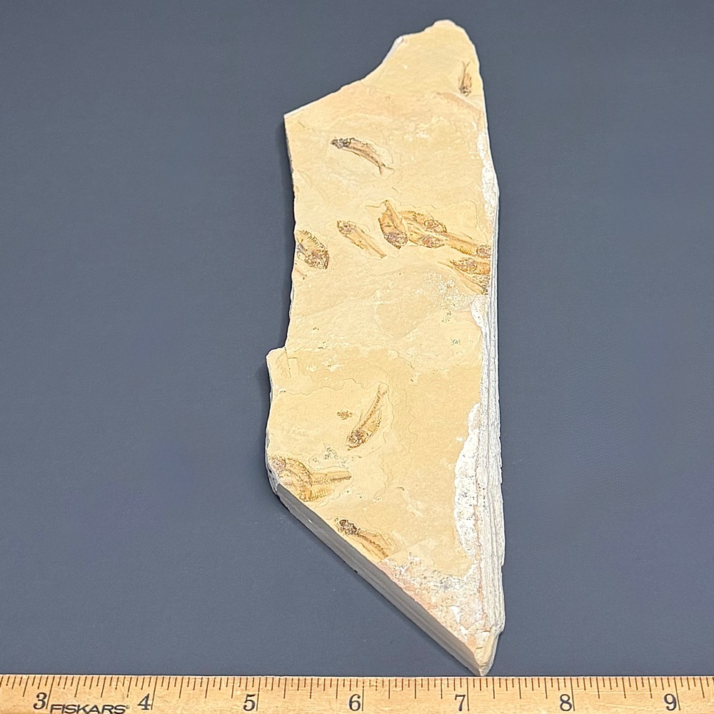 FO202 Knightia Fossilized Fish - Image 3