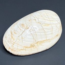 FO204 Fossilized Clam