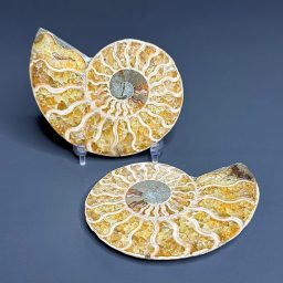 FO314 Ammonite Set